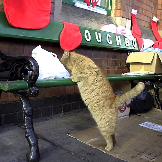 Something interesting on the seat, Loughborough - December 1999