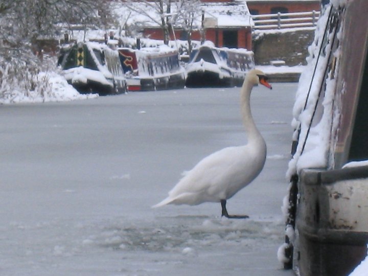 Cropredy Swan  - January 2010